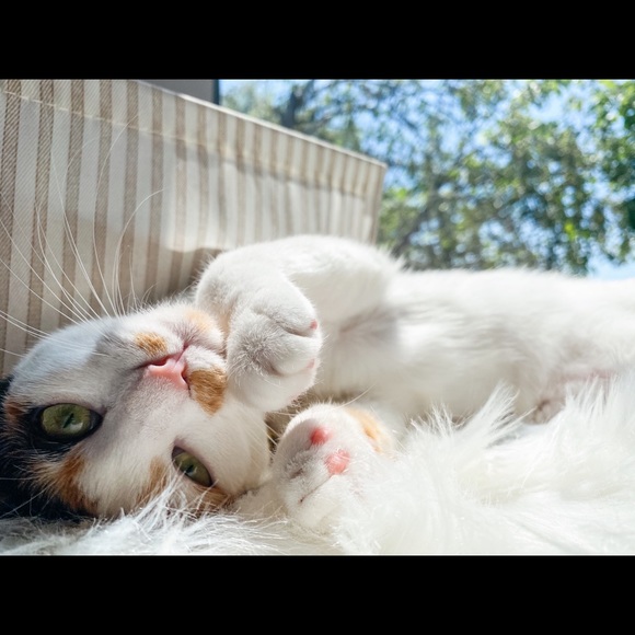 Meet Your Posher, Olivia🌻🎀💄 - Picture 4 of 4